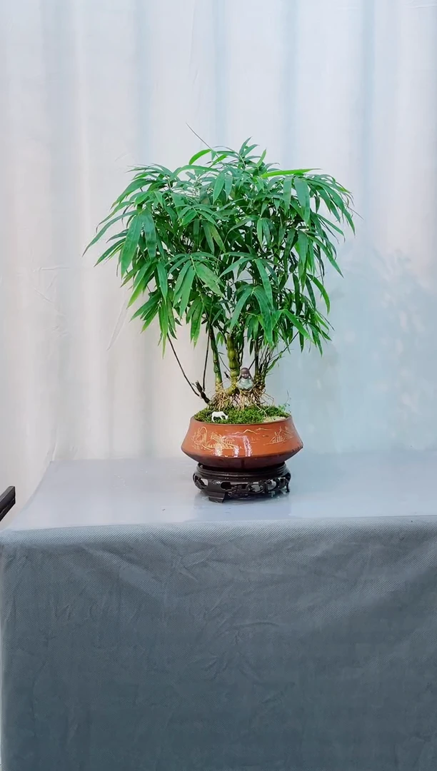 无花朵室内观赏竹盆景