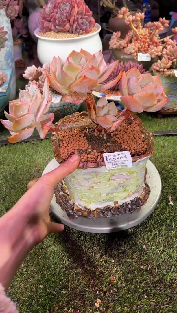 【闪购商品】00464