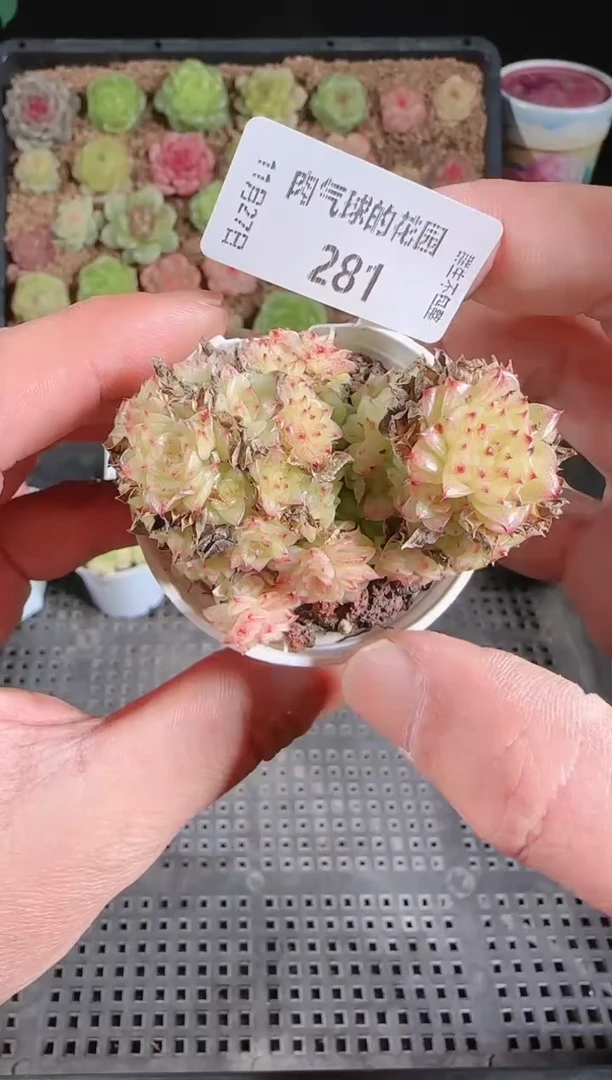 1127-281群生不包整