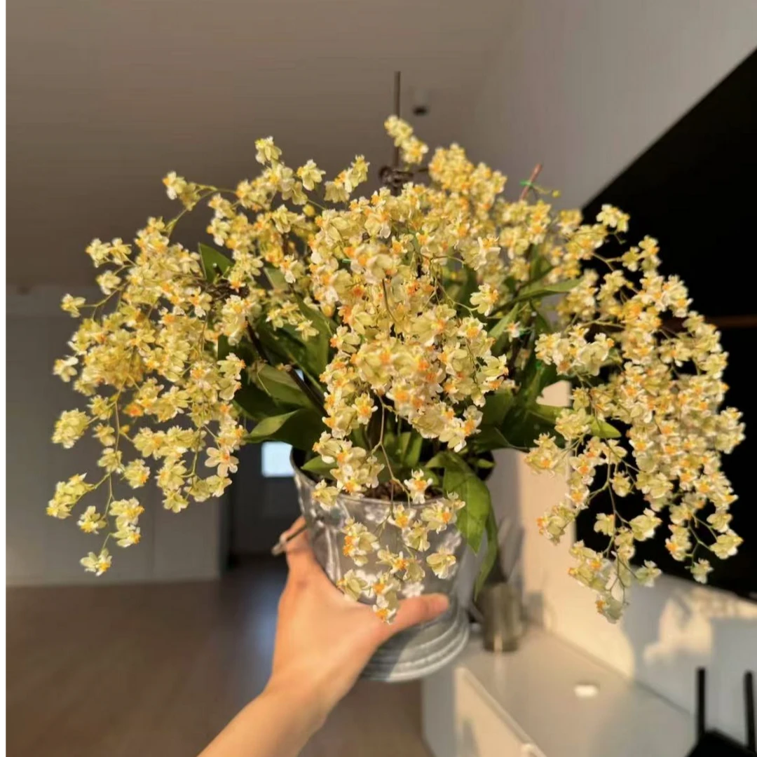 梦香兰香槟【米白】----一物一拍