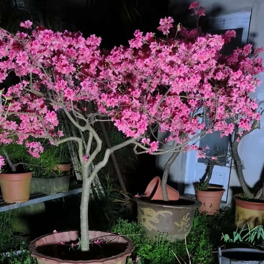 大别山先花后叶胭脂红庭院盆景老桩盆景