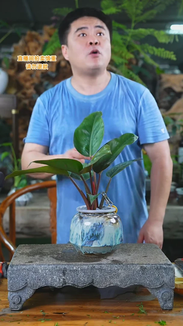 当前无花栽培后可以开花红钻255HT