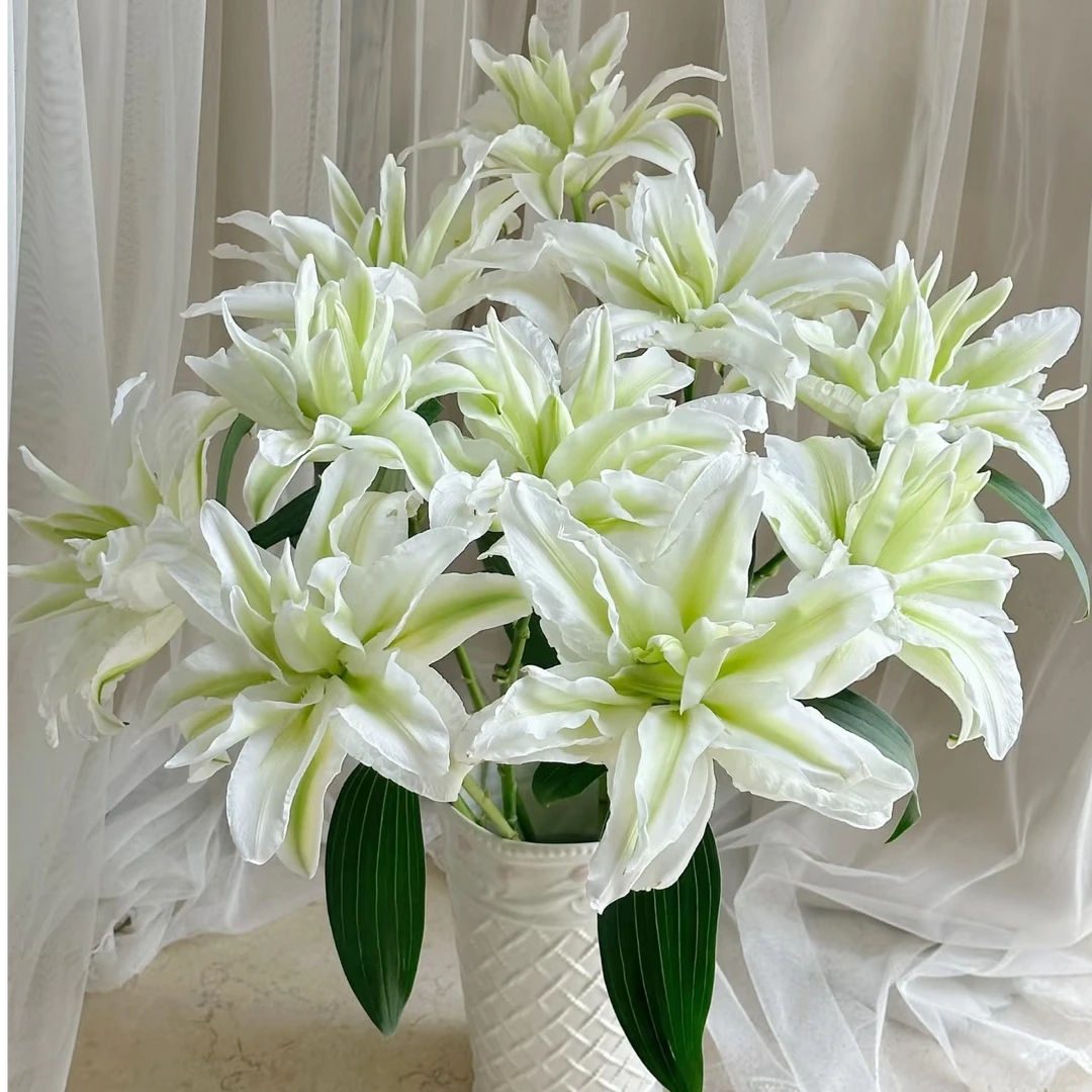 【藩篱匠人/艾莎】高品质 白色重瓣香水百合办公居家水养鲜切花