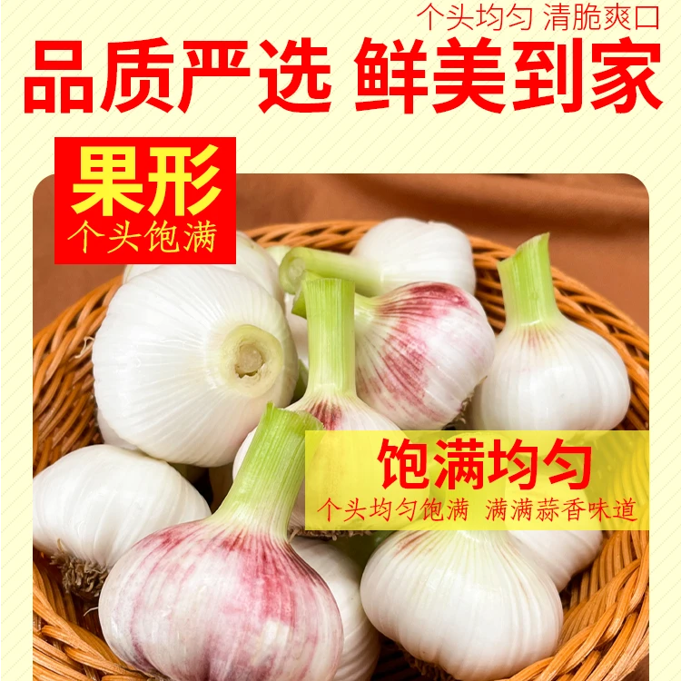 5斤现挖新鲜嫩大蒜湿蒜正宗紫白皮鲜蒜多瓣蒜农家自种可腌糖醋