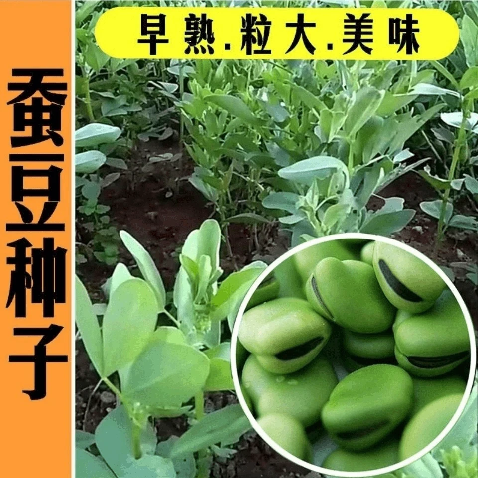 【全店满5元包邮】蚕豆种子农家老品种特级蚕豆种籽好吃营养丰富