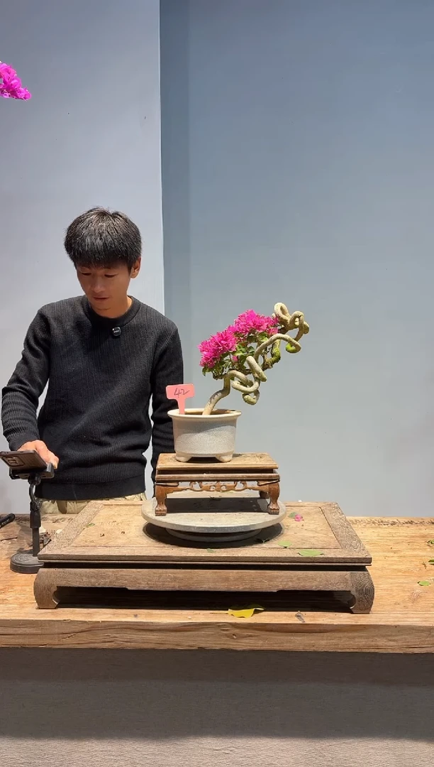 全部花朵择****若三角梅42