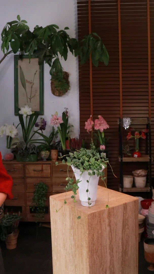 无花朵 腾冲球兰 带盆 种好发货 顺丰包邮