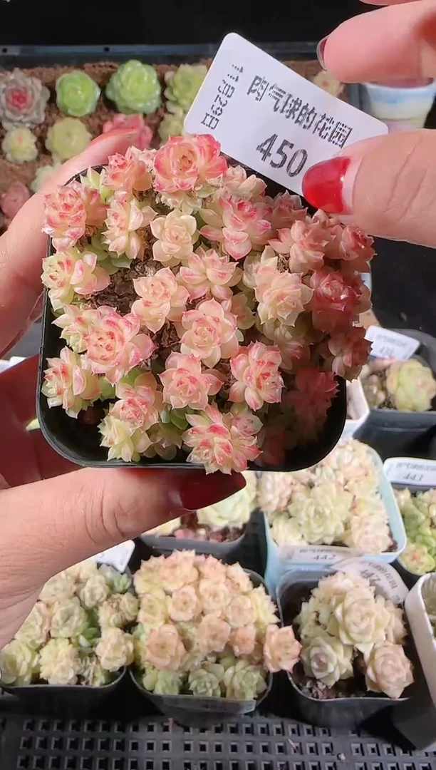 多肉1129-450群生不包整