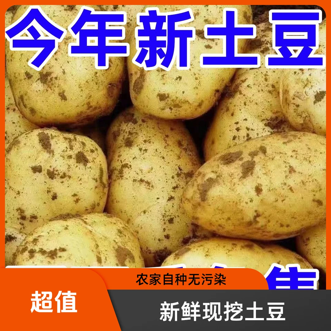 【沃土农家新鲜现挖】安徽农家现挖黄皮黄心土豆新鲜美味软糯可口