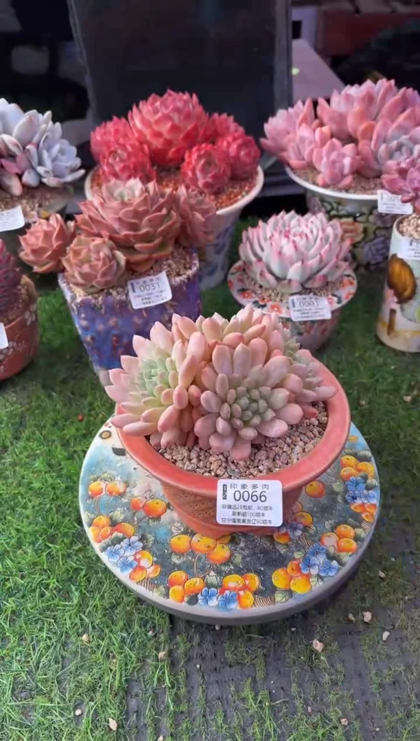 昆明印象多肉0066