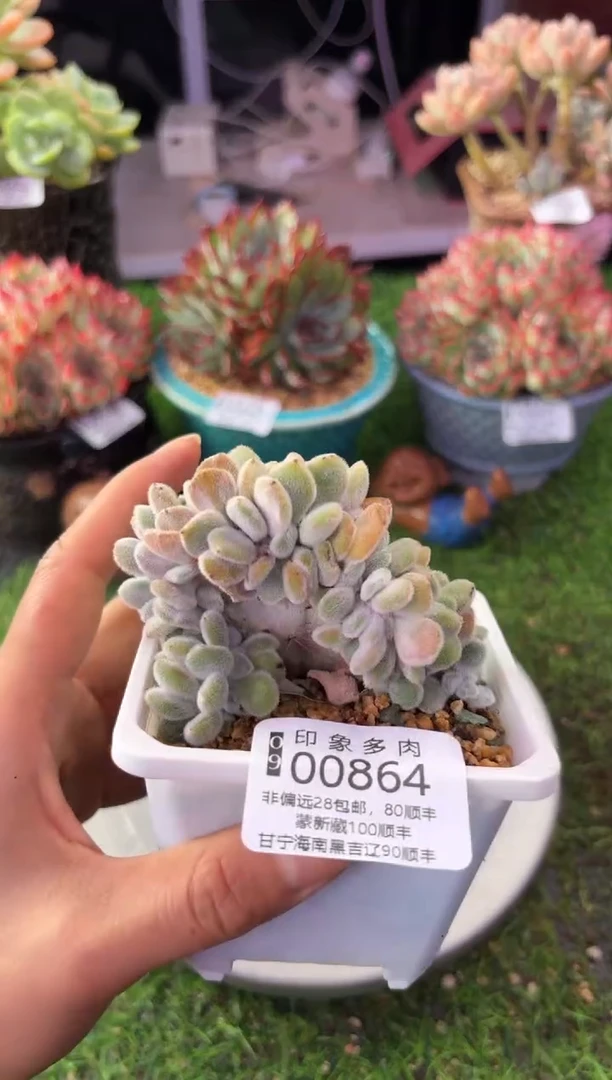 昆明印象多肉00864