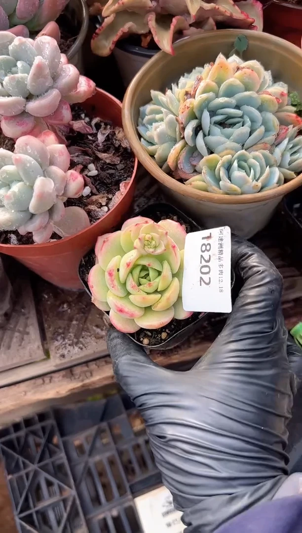 湉*多肉植物一物一拍18202