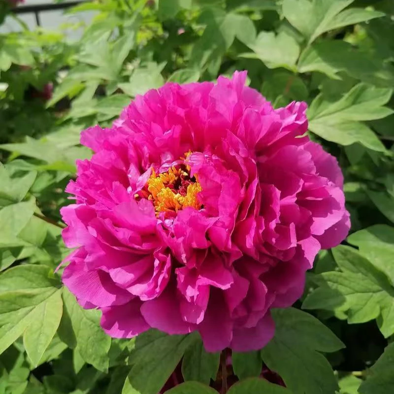 洛阳牡丹年宵花带花苞国色天香一物一拍