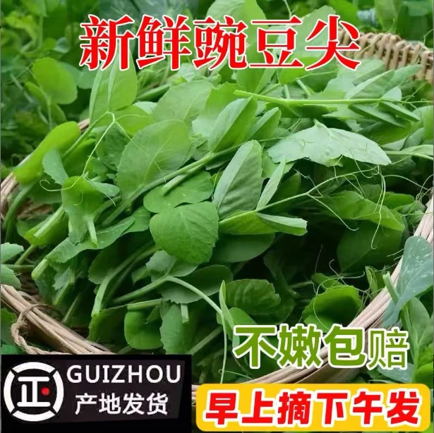 现摘现发新鲜豌豆尖蔬菜火锅菜当季新鲜豌豆苗嫩豌豆秧龙须菜