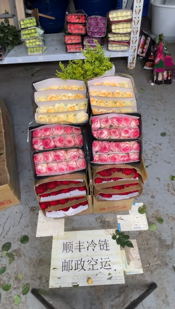 高原红20枝+艾沙20枝+香槟20枝+黄莺