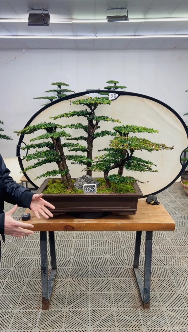 无花朵造型盆景一物一拍