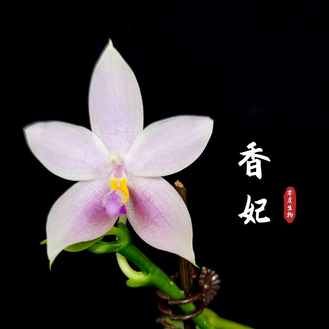 【零度生物】爱花大叔繁育珍稀原种实生香妃趣味蝴蝶兰浓香飘逸