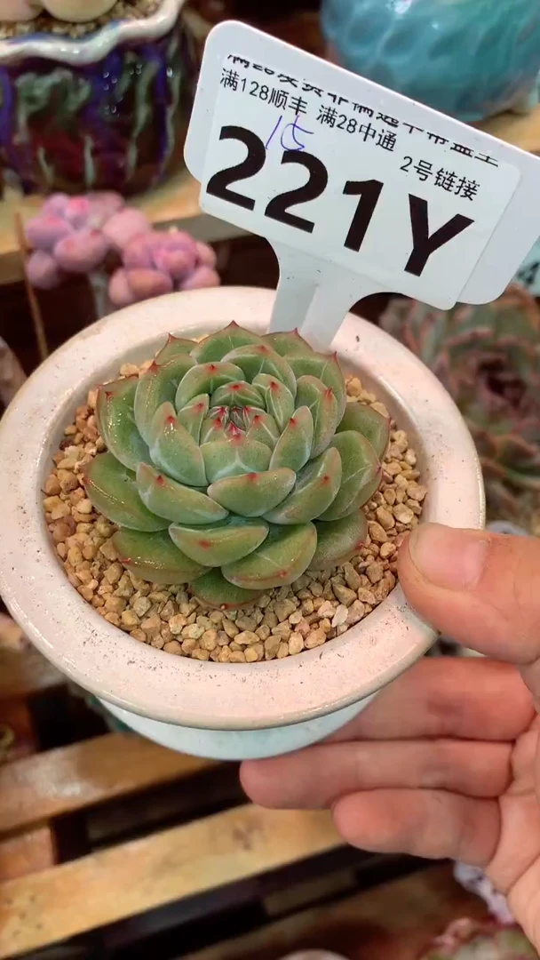 221Y（一物一拍实付满28发货，默认不带盆土）