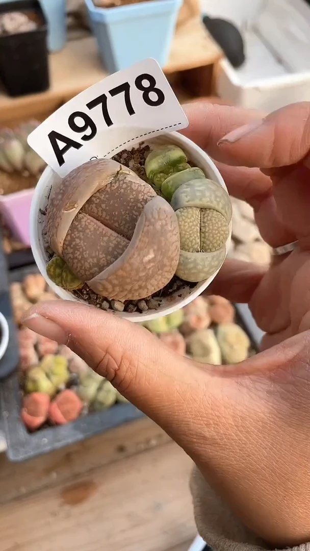 【闪购商品】19778直播一物一拍