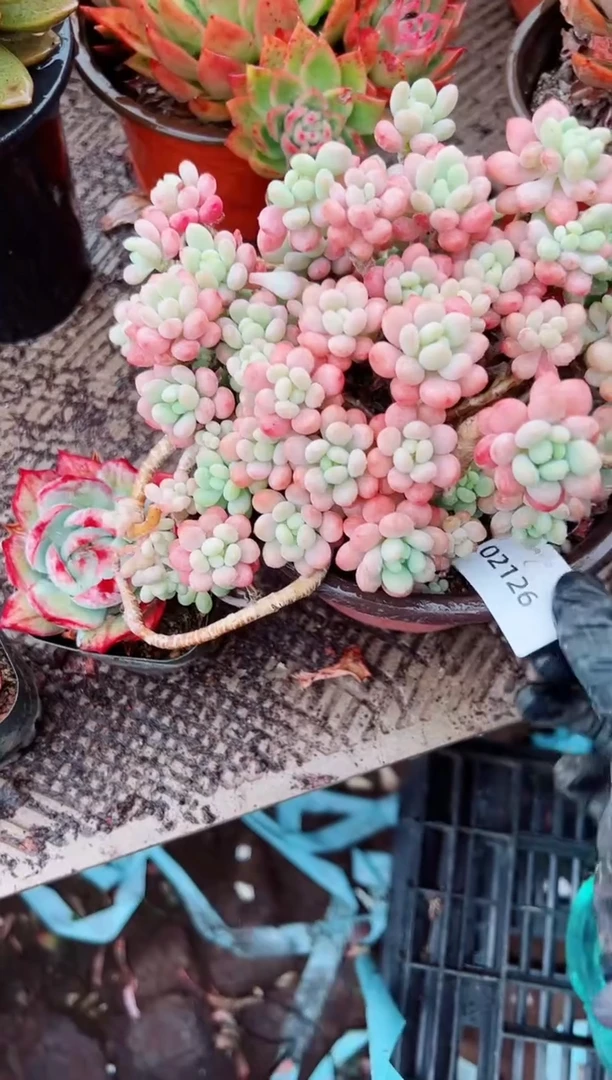 霞**丈多肉植物一物一拍02126