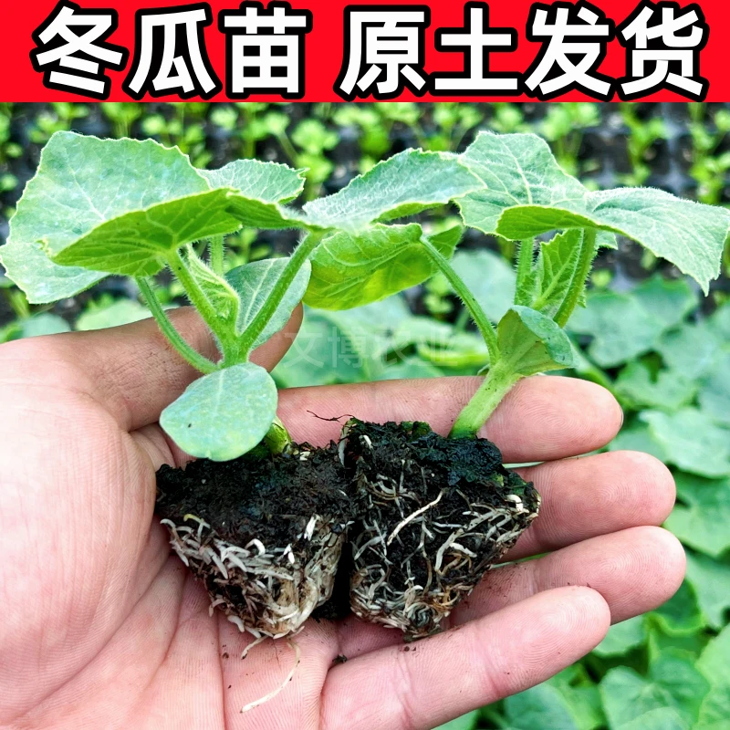 高产冬瓜苗小冬瓜黑皮冬瓜粉皮大冬瓜秧苗西瓜黄瓜丝瓜幼苗蔬菜苗
