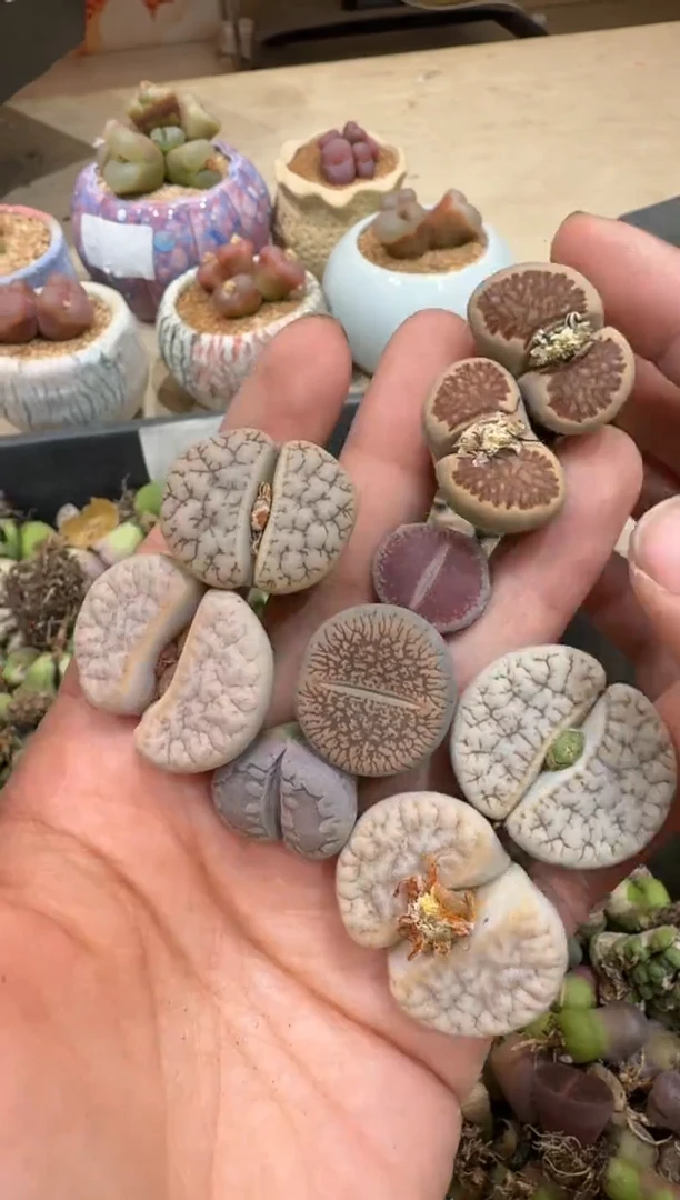 6-106多肉植物肉锥