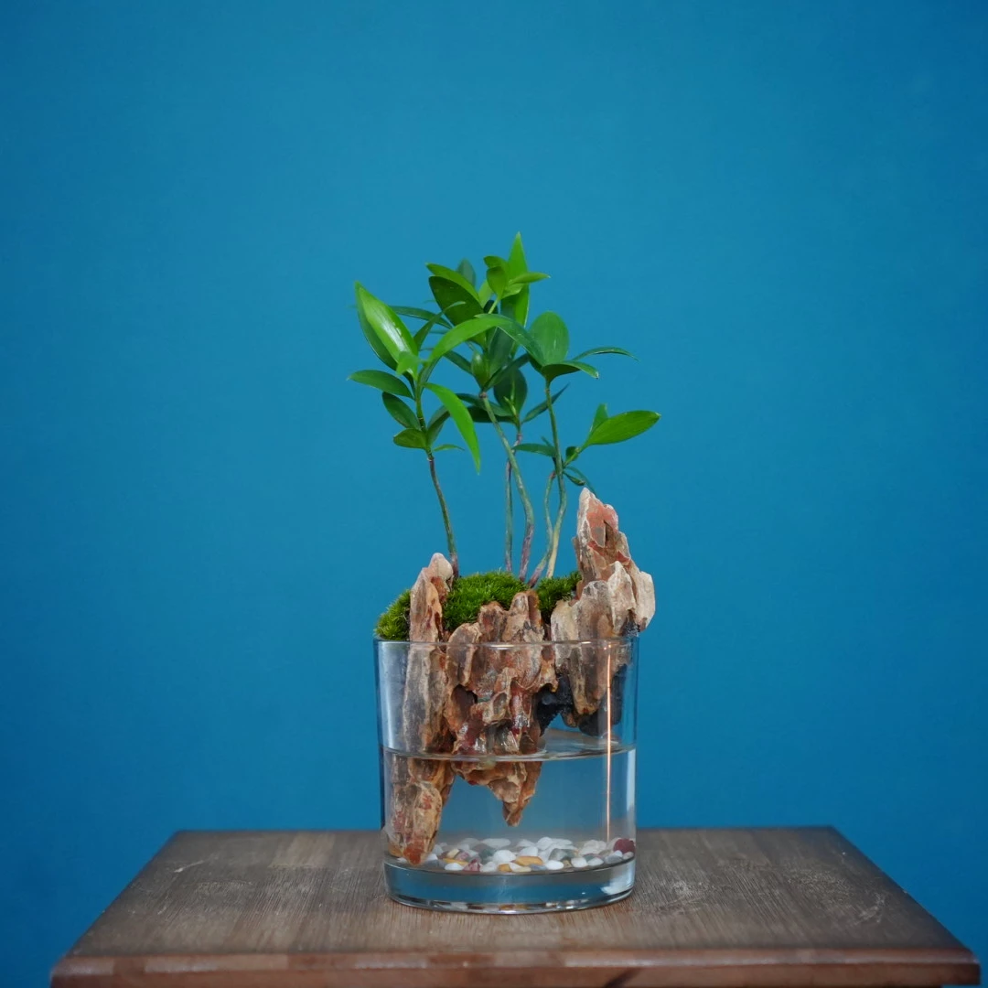 【新品】竹柏-圆缸小树盆栽室内桌面绿植景观盆栽桌面小鱼缸