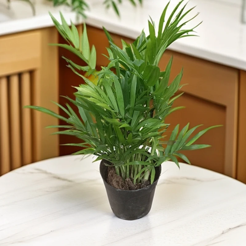 小型富贵椰子适合放在桌子上养护