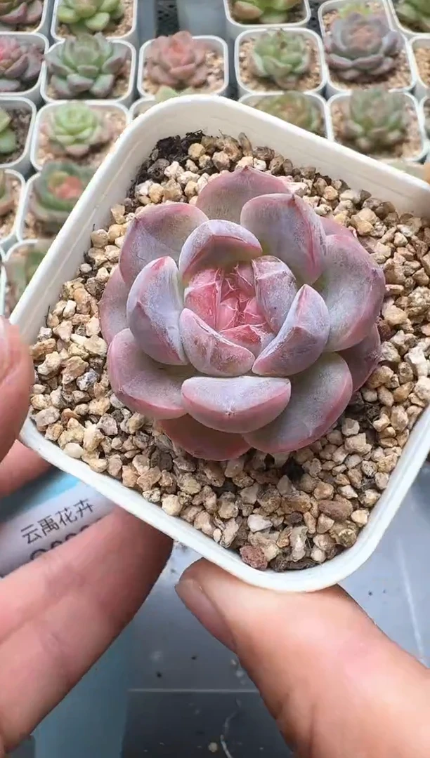 931C云禹多肉植物 带盆土纸巾打包 3颗包邮