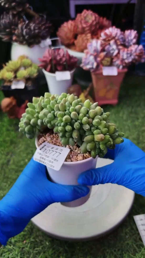 昆明印象多肉10777