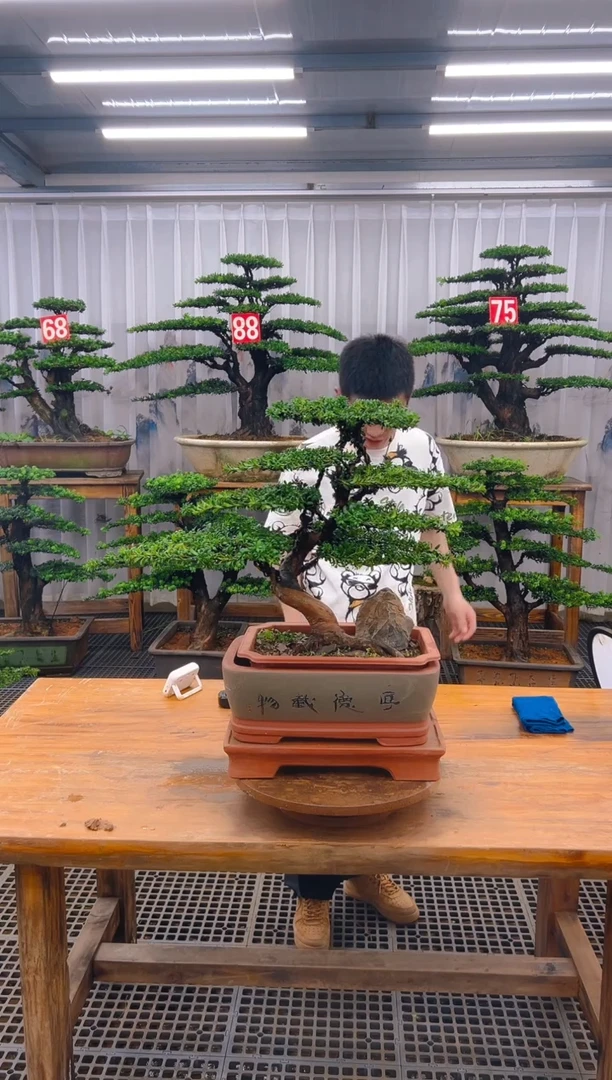 无花朵精品盆景直播间一物一拍