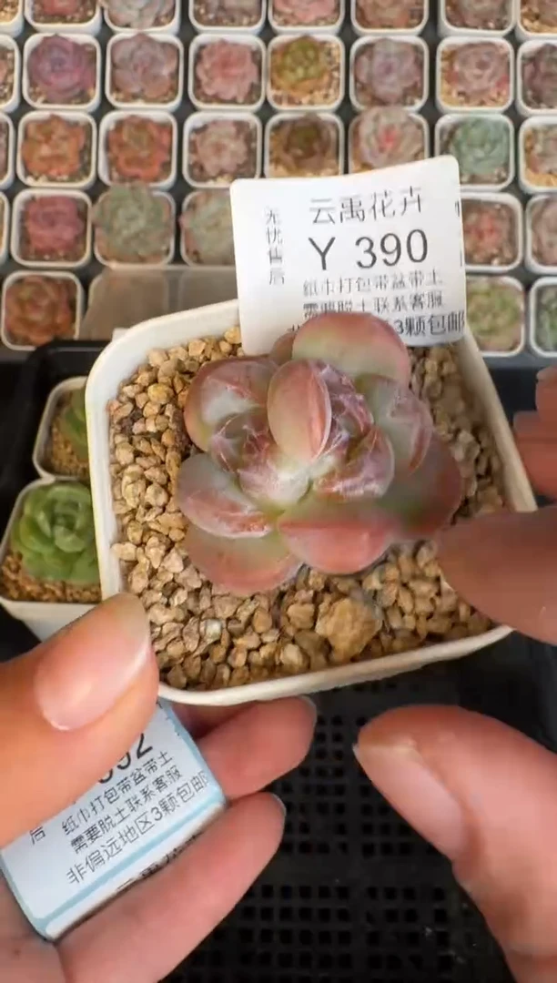 390Y 珍妮多肉(6.5cm杯）一物一拍 带盆土发