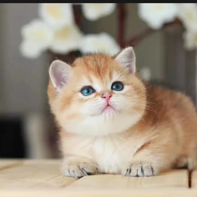 （萌宠猫屋）全款链接布偶猫金渐层蓝猫蓝白拿破仑曼基康缅因