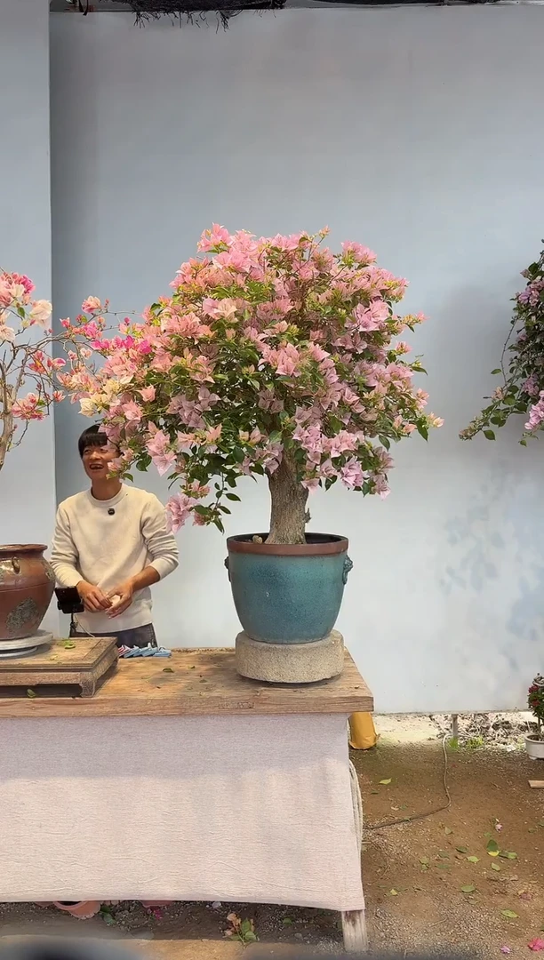 以实际为准三角梅35