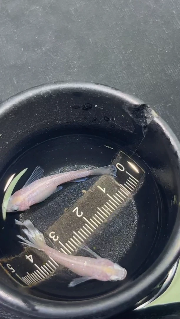 青鳉鱼观背青鳉一物一拍