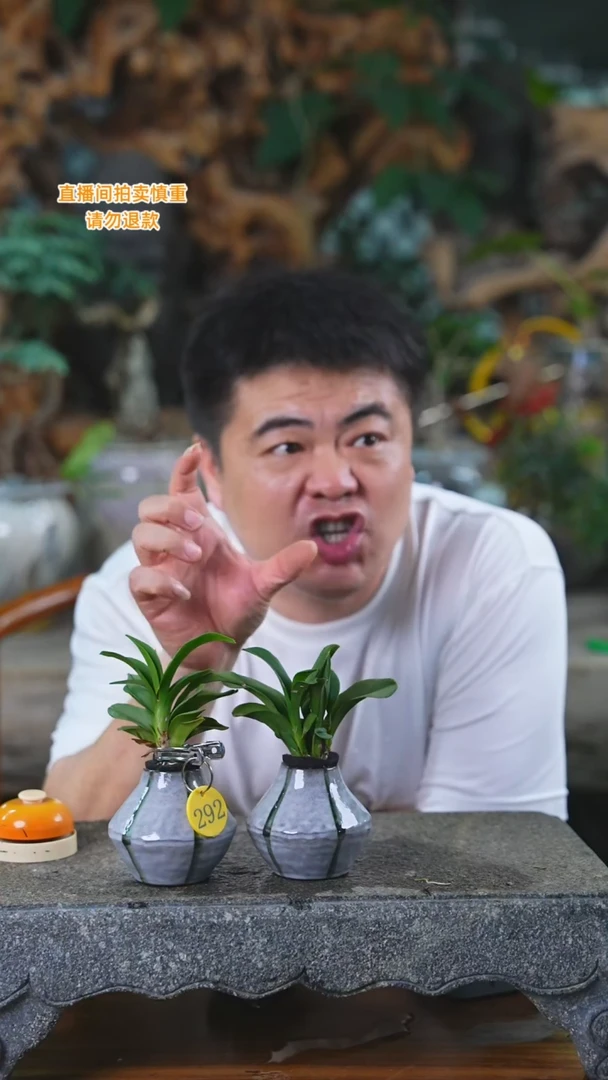 当前无花栽培后可以开花七彩蝴蝶292H
