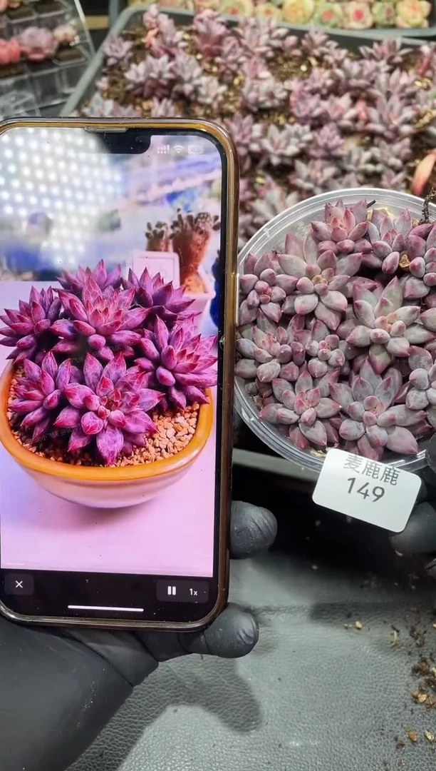 149车厘子     量拍