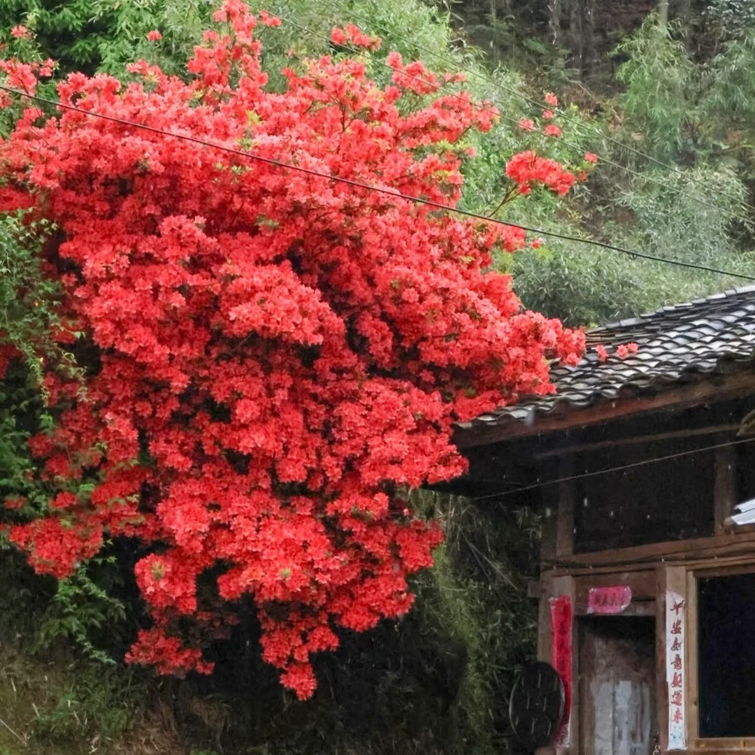 高山紫花杜鹃老桩（包打木架不包邮）