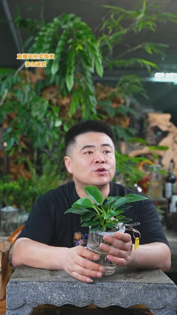 当前无花栽培后可以开花绿公主344T