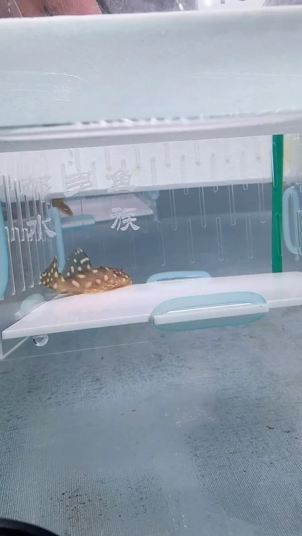 清道夫5.3  不包入缸损75