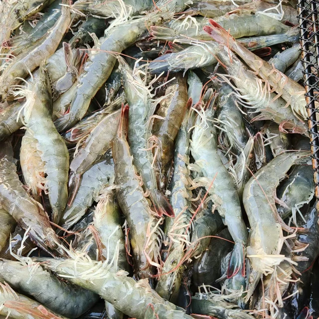 活虾青壳新鲜品质年货包邮三斤加半斤（保鲜不保活）