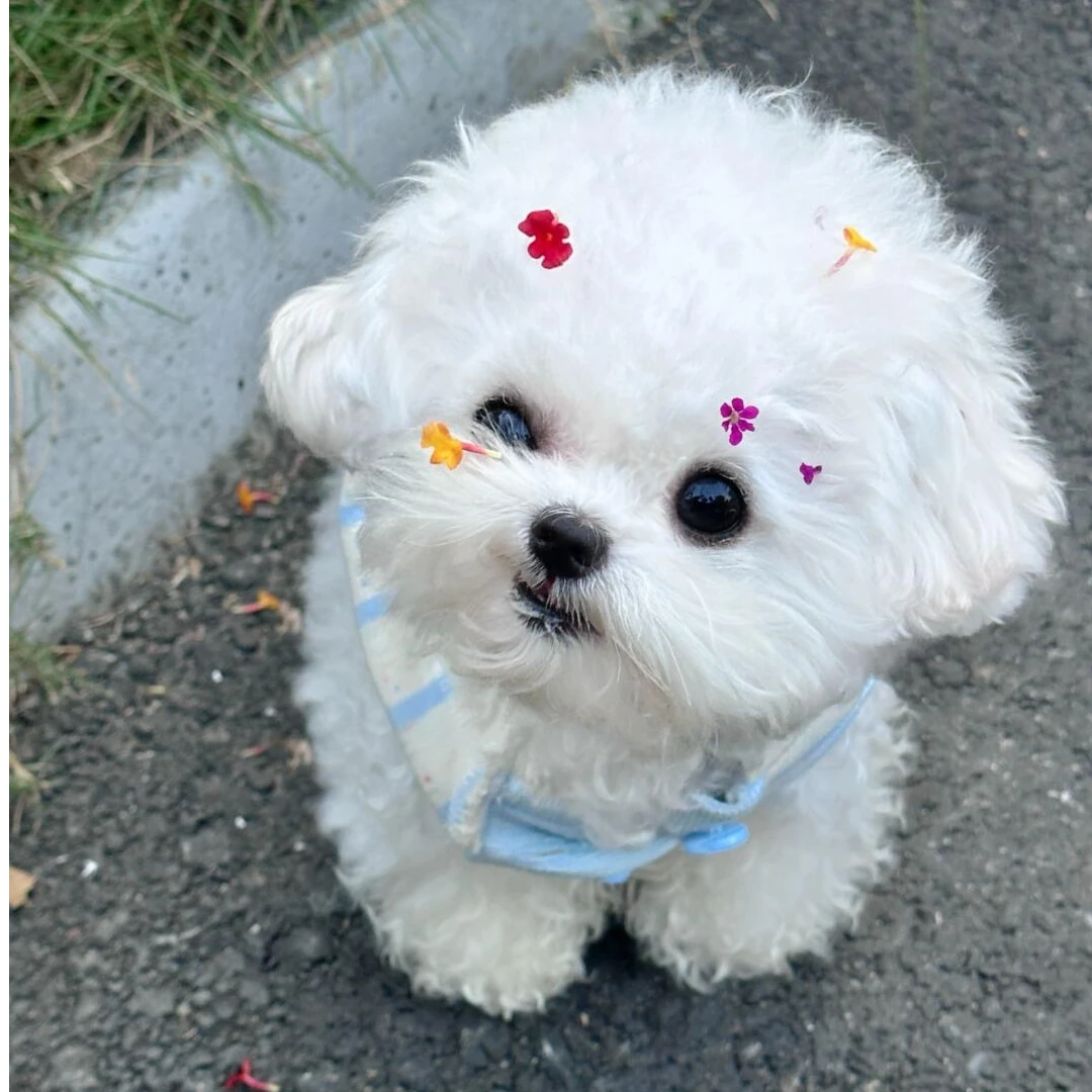 高端萌系比熊 活泼可爱 值得信赖