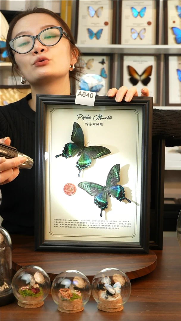绿带翠凤蝶夏款双蝶（A4黑框）A640