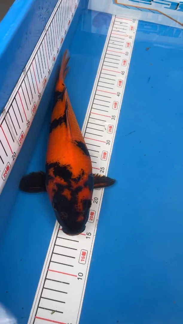 锦鲤阿*23号锦鲤鱼 绯写