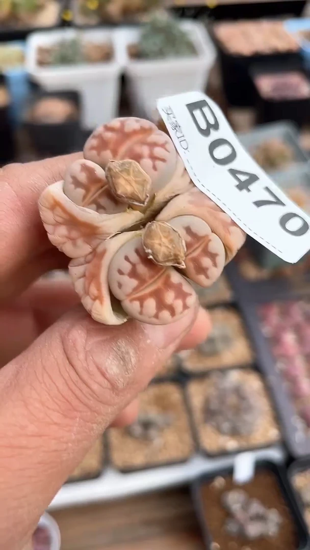 【闪购商品】0470直播一物一拍