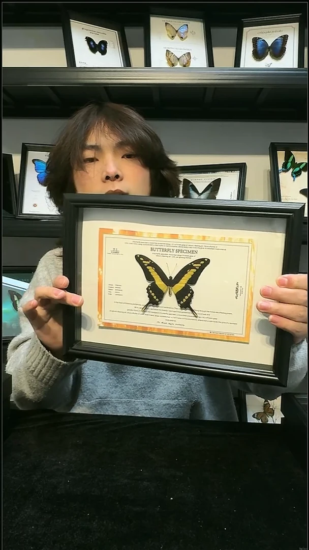 玻璃真实蝴蝶标本