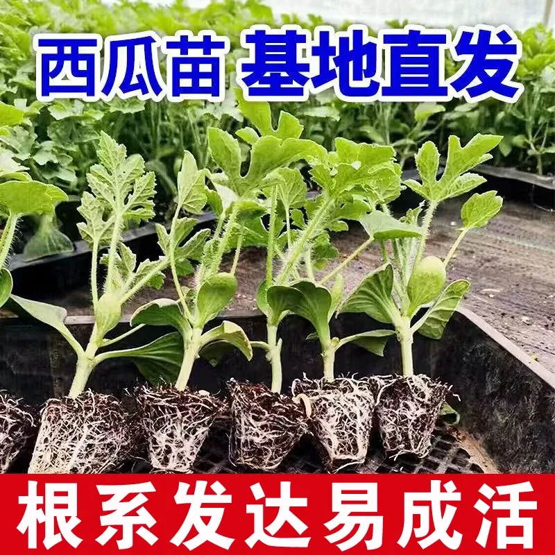 西瓜秧苗早熟高产8424嫁接西瓜苗麒麟懒汉无籽盆栽地栽阳台庭院