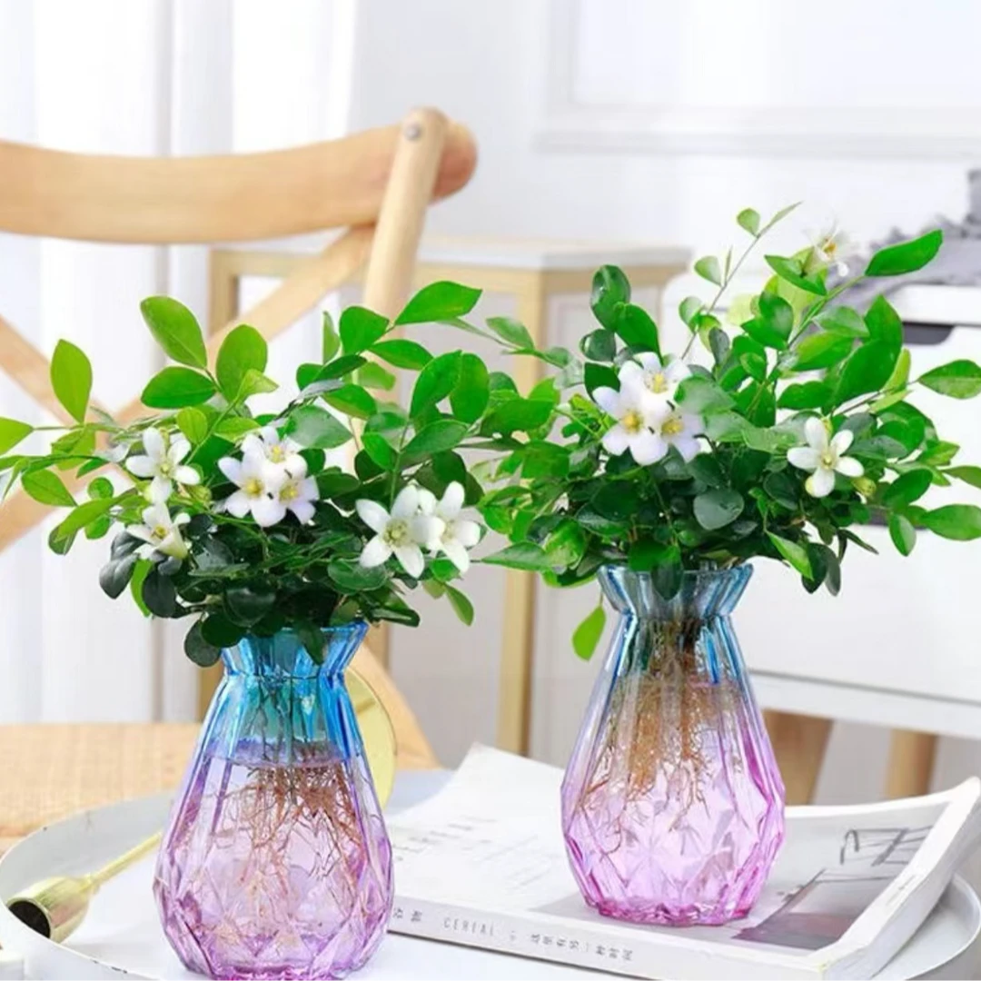 九里香千里眼水培开花绿植四季常青室内客厅卧室阳台好养植物盆栽