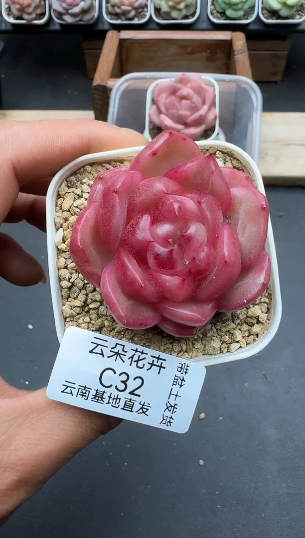 我****孩我的长相多肉多肉C32