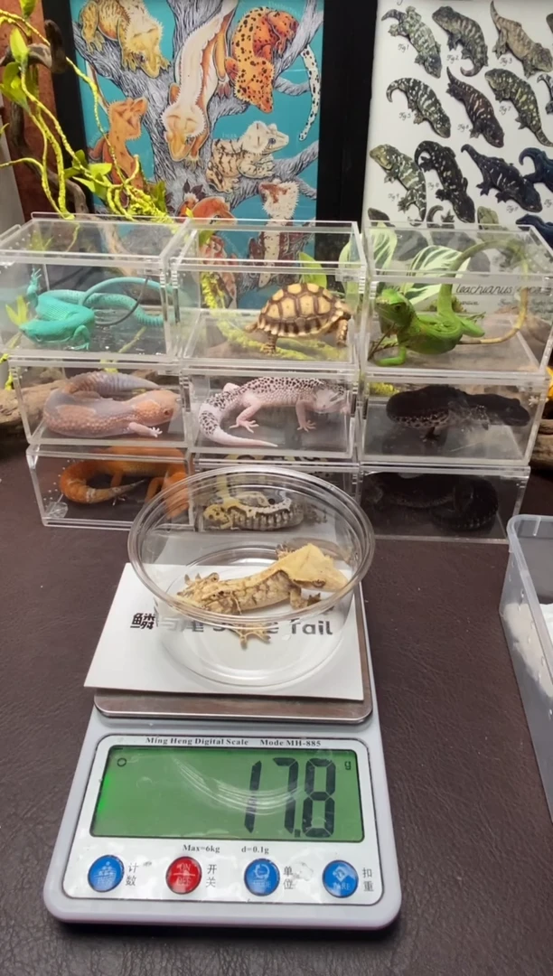 睫角守宫鳞与尾 Scale Tail 爬宠J8